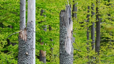Abgestorbene Bäume im Nationalpark Bayerischer Wald | Bild: picture-alliance/dpa