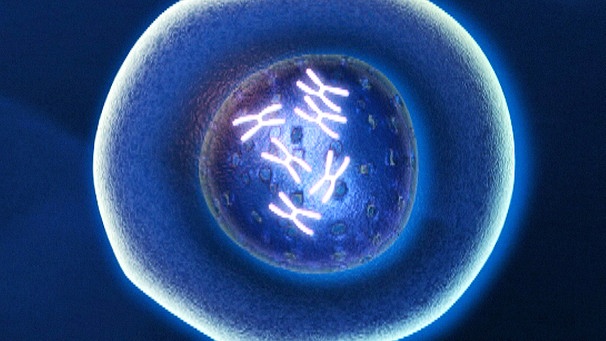 Zelle mit Chromosomen | Bild: BR