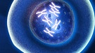 Zelle mit Chromosomen | Bild: BR