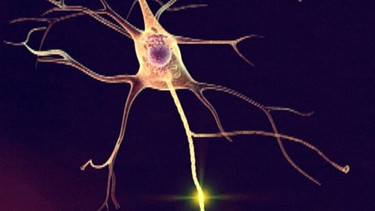 Nervenzelle | Bild: BR
