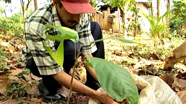 Kakaoanbau in Nicaragua: mühsame Handarbeit | Bild: BR