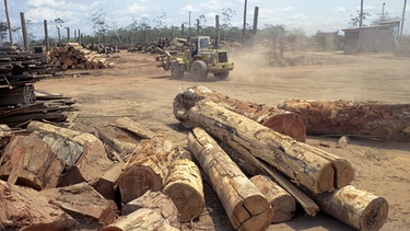 Rodung am Amazonas | Bild: picture-alliance/dpa