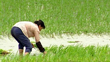 Reisanbau in Südost-Asien | Bild: BR