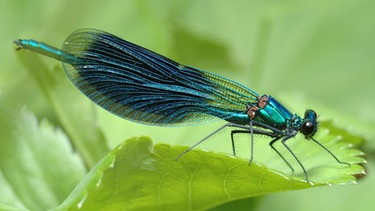 Gebänderte Prachtlibelle - Calopteryx splendens | Bild: colourbox.com