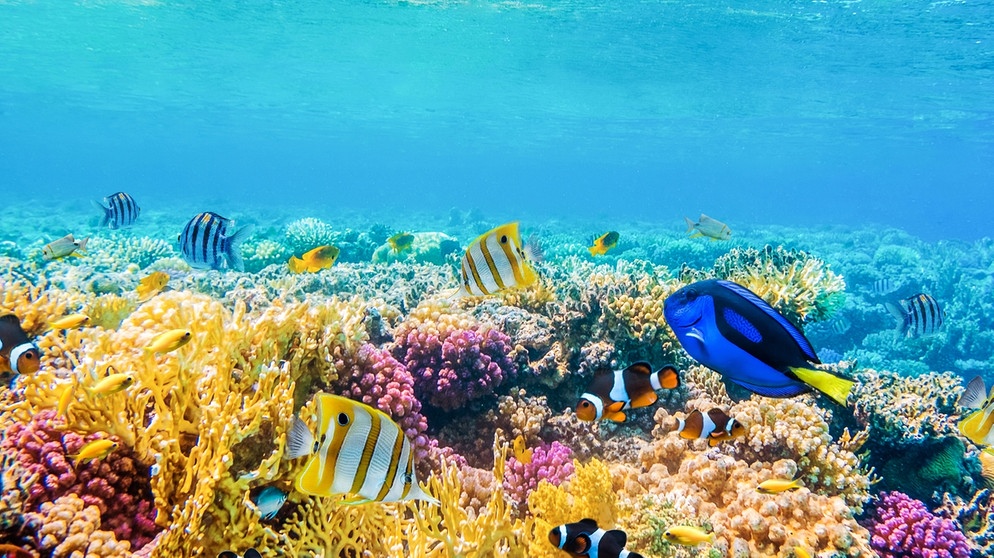 Mehrere tropische Fische und Korallen unter Wasser | Bild: colourbox.com