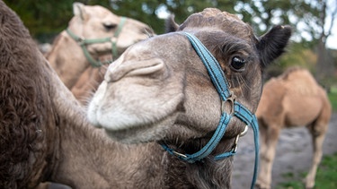 Kamele stehen auf der Weide. Familie Marquard betreibt eine Kamelfarm am Rande der Lüneburger Heide. Die Wüstenschiffe sind bei Urlaubern als Reittiere beliebt, der Hof produziert aber auch begehrte Kamelmilch. | Bild: picture alliance/dpa | Sina Schuldt