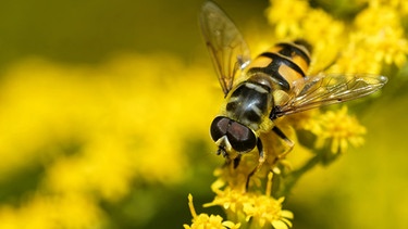 Mimikry bei Tieren: Die Totenkopfschwebflege (im Bild) sieht aus wie eine Wespe, ist aber harmloser. | Bild: picture-alliance/dpa