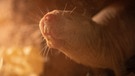 Nacktmull in einem Höhlensystem: Der Nacktmull ist ein außergewöhnliches Säugetier mit vielen faszinierenden Eigenschaften. | Bild: picture alliance/dpa | Friso Gentsch