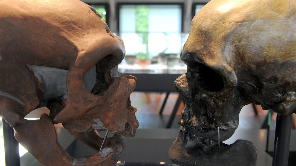 Zwei Schädel nebeneinander: Links der Schädel eines Neandertalers, rechts der Schädel des modernen Menschen. | Bild: picture-alliance/dpa