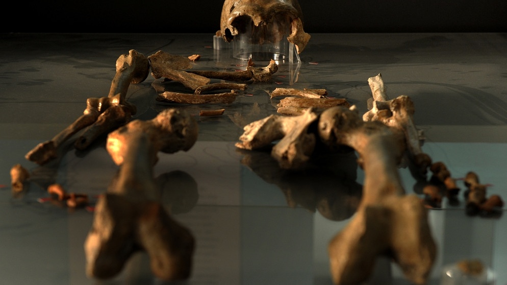 Die Knochen eines Neandertalers, die 1856 nahe Düsseldorf gefunden wurden. | Bild: picture-alliance/dpa