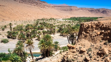 Oasen sind wichtige Lebensadern in der Wüste. | Bild: colourbox.com