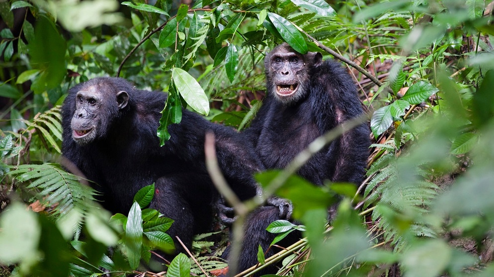 Schimpansen in freier Wildbahn in Tansania | Bild: picture-alliance/dpa/ imageBROKER/Konrad Wothe