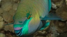 Papageienfisch, Korallen und Rifffische des Roten Meeres. | Bild: picture alliance / Rainer Schimpf | Expert-Tours