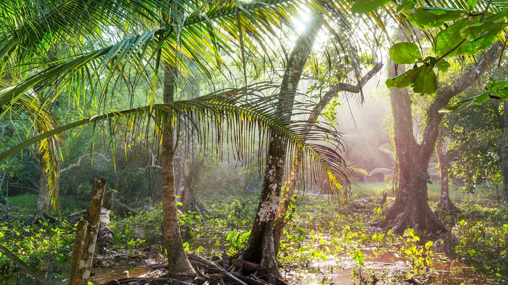 Regenwald in Costa Rica | Bild: picture-alliance/dpa