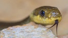 Äskulapnatter, aufgenommen in Bayern. Diese Schlange ist nicht gefährlich, selten und sehr groß. | Bild: picture alliance / blickwinkel / R. Sturm