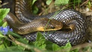 Deutschlands größte und am seltensten vorkommende Schlange ist die nicht giftige Äskulapnatter. Hier eine Aufnahme aus Bayern. | Bild: picture alliance / blickwinkel/McPHOTO/A. Volz