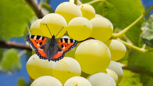 Schmetterling auf Weinrebe | Bild: colourbox.com