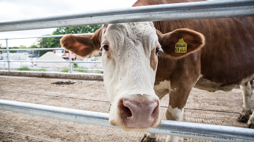 Supermarkt-Ketten wollen mehr Milch von Kühen, die artgerecht gehalten werden. | Bild: picture alliance | Fotostand / K. Schmitt