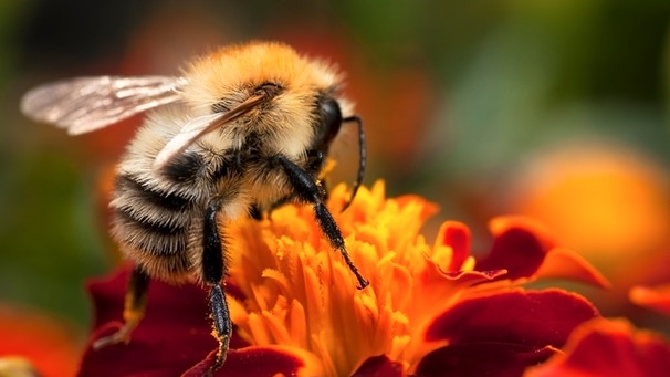 Eine Hummel sitzt auf einer roten Blüte. Die Biodiversität geht weltweit zurück. Deshalb sterben immer mehr Tier- und Pflanzenarten in Deutschland aus. Auch Insekten werden immer rarer. | Bild: colourbox.com