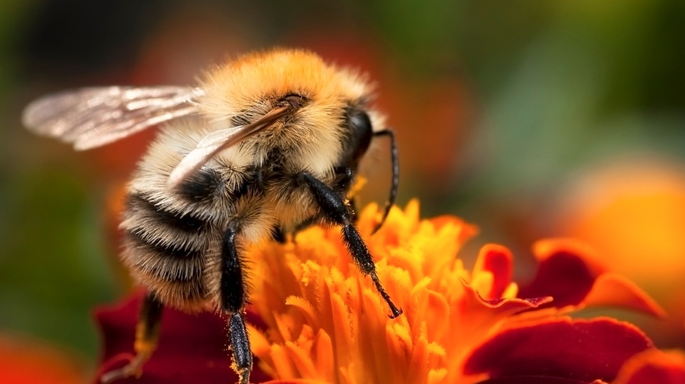 Eine Hummel sitzt auf einer roten Blüte. Die Biodiversität geht weltweit zurück. Deshalb sterben immer mehr Tier- und Pflanzenarten in Deutschland aus. Auch Insekten werden immer rarer. | Bild: colourbox.com