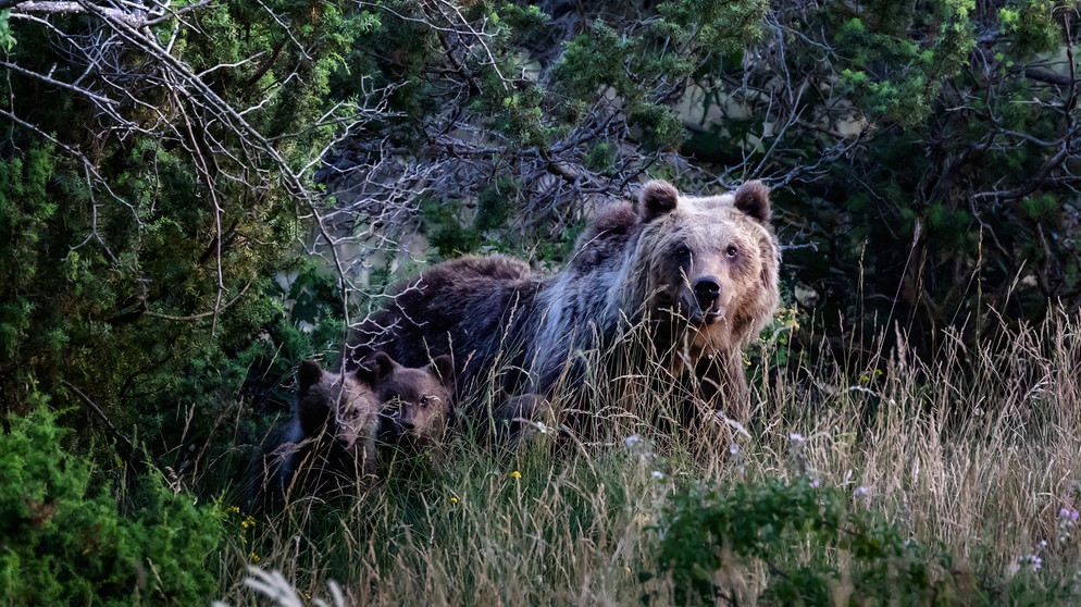 Braunbären in den Abruzzen, Italien. | Bild: picture alliance / Pacific Press / Gennaro Leonardi