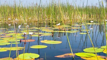 Feuchtgebiet im Okawanga-Delta in Botswana | Bild: colourbox.com