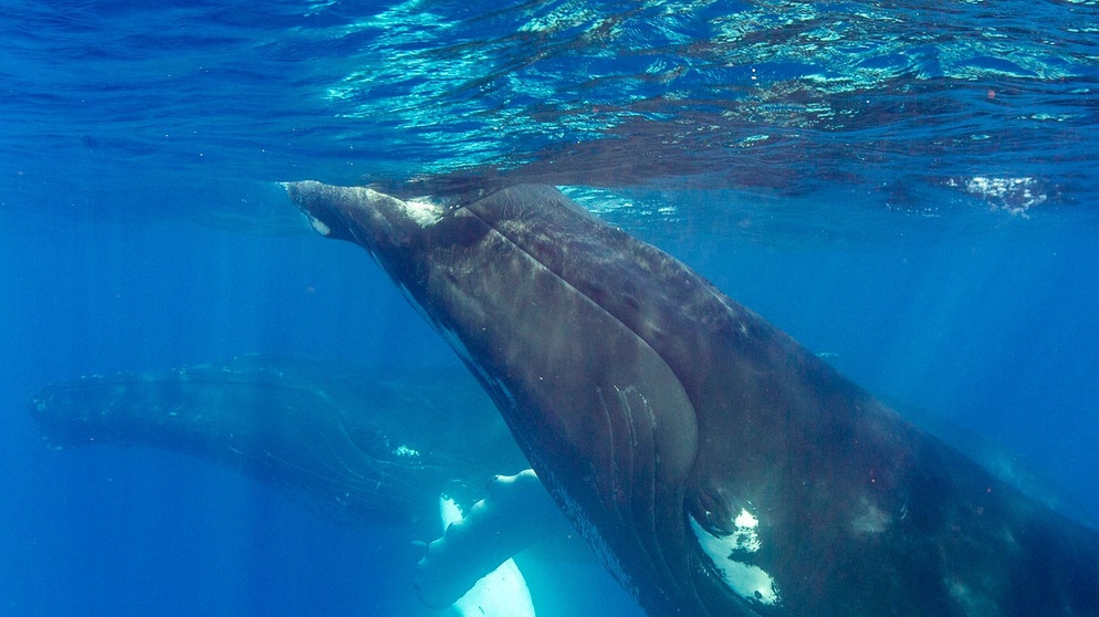 Wale im Meer | Bild: IMAGO, IMAGO / roberharding