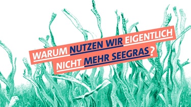 Seegraswiesen speichern viel CO2, sind aber empfindlich gegenüber dem Klimawandel. | Bild: Bayerischer Rundfunk 2021