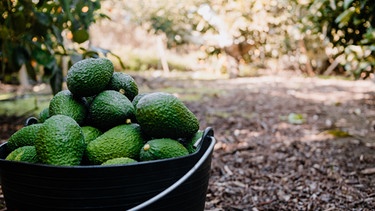 Avocados liegen in einem Eimer, der auf trockener Erde steht. Avocados gelten als Superfood, sorgen aber für Wassermangel in Südamerika. | Bild: colourbox.com