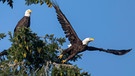 Zwei Weißkopfseeadler sitzen auf einem Baum. Der amerikanischste aller Vögel ist bedroht. | Bild: picture-alliance/dpa