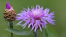 Eine der vielen Wildblumen die wir im Garten entdecken können | Bild: picture-alliance/Martha Feustel