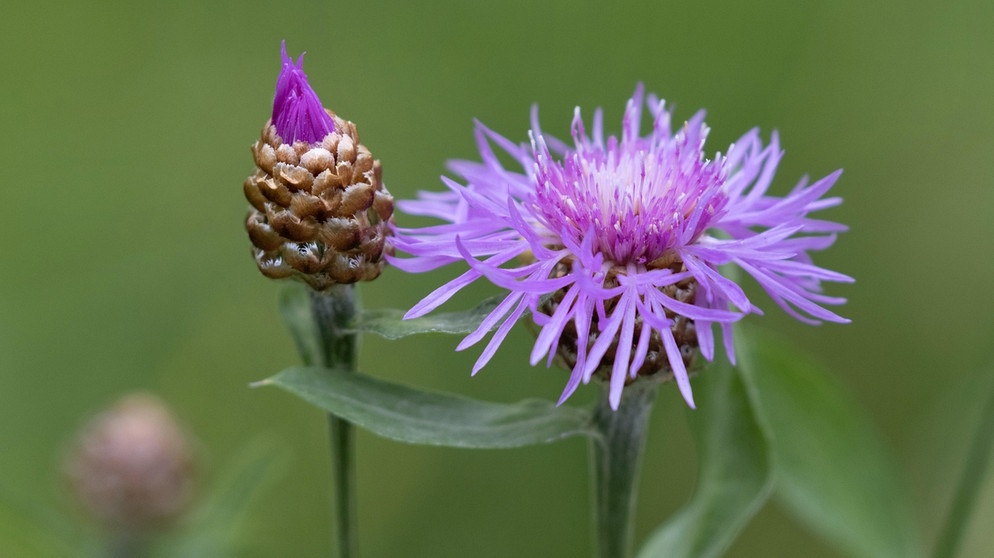 Eine der vielen Wildblumen die wir im Garten entdecken können | Bild: picture-alliance/Martha Feustel