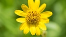 Eine von vielen heimischen Wildblumen die wir im Garten entdecken können | Bild: colourbox.com