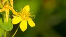 Eine von vielen heimischen Wildblumen die wir im Garten entdecken können | Bild: colourbox.com