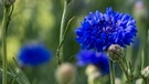 Eine von vielen heimischen Wildblumenarten die man im Garten entdecken kann | Bild: colourbox.com