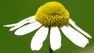 Eine von vielen heimischen Wildblumen die man im Garten entdecken kann | Bild: colourbox.com