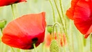 Eine von vielen Wildblumen die ihr im Garten entdecken könnt | Bild: colourbox.com