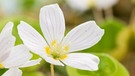 Eine von vielen Wildblumenarten die ihr im Garten entdecken könnt | Bild: colourbox.com