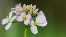 Eine von vielen Wildblumenarten die ihr im Garten entdecken könnt | Bild: colourbox.com