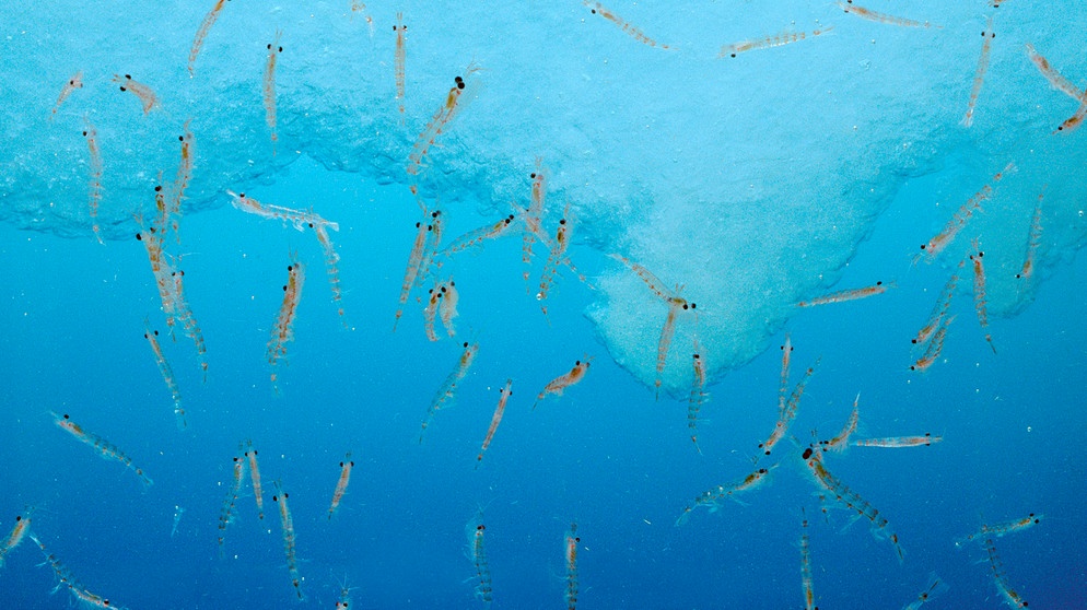 Der Antarktische Krill ist eine Art der Krebstiere aus der Familie Euphausiidae. Krill gehört zum Plankton - Nahrung für Fische, Robben, Wale und viele andere Tiere. | Bild: picture alliance / Mary Evans Picture Library | Jean-Paul Ferrero / ardea.com