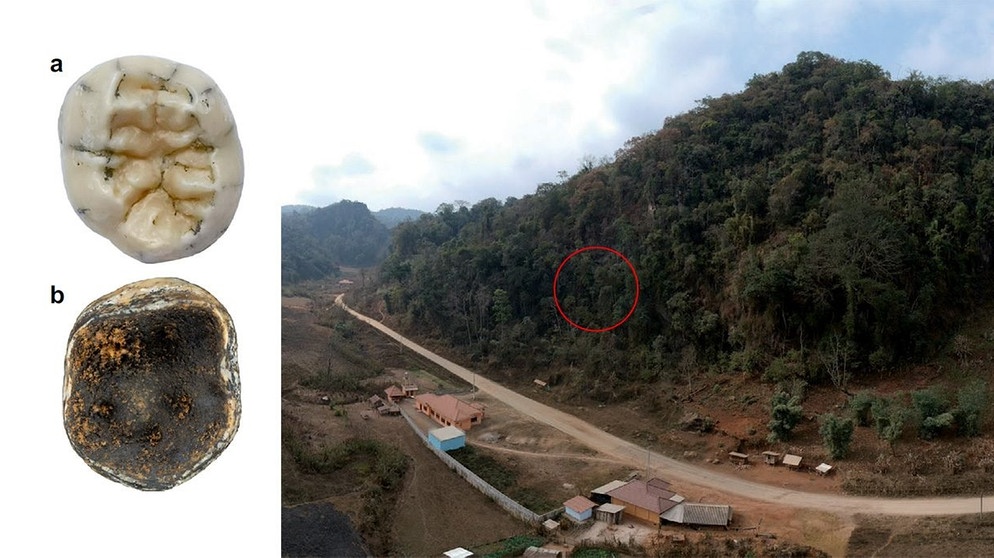 In einer Kalksteinhöhle in Laos haben Forscher jetzt einen Backenzahn einer Frühmenschenart entdeckt. | Bild:  © Demeter et al. /Nature Communications, CC-by 4.0