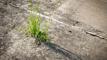 Gras wächst in Beton-Spalte | Bild: colourbox.com