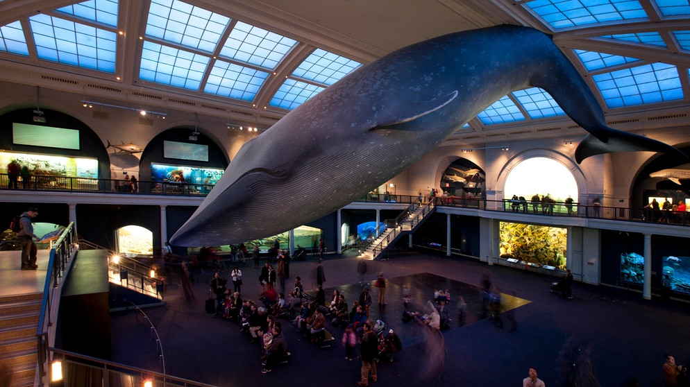 Ein Modell von einem Blauwal im American Museum of Natural History in New York. Blauwale sind die größten Tiere der Erde. | Bild: picture alliance / imageBROKER | Daniel Kreher