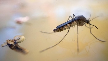 Moskitos übertragen das Malaria-Virus | Bild: picture alliance / ZUMAPRESS.com | Robin Loznak