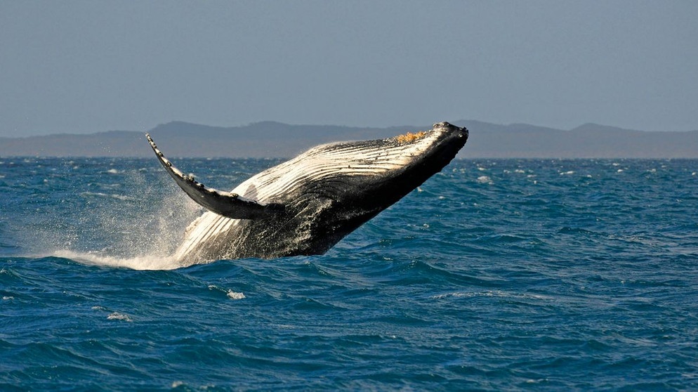 Buckelwal beim Sprung mit Drehung. Wale sind nicht nur faszinierende Tiere, sie sind auch extrem wichtig fürs Ökosystem. | Bild: picture alliance / imageBROKER | Michael Weber