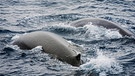 Die Finnwale sind zurück! Seit dem Verbot des kommerziellen Walfangs Ende der 1970er Jahren haben sich die Bestände in der Antarktis sprunghaft erholt.  | Bild: picture alliance / blickwinkel/K. Wothe
