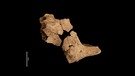 Teil des Wangenknochens und des Oberkiefers eines Hominiden, der den Erkenntnissen zufolge vor bis zu 1,4 Millionen Jahren an der Fundstelle am Gebirge der Sierra de Atapuerca gelebt habe. | Bild: dpa-Bildfunk/María Dolores Guillén