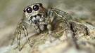 Die südamerikanischen Spinne Guriurius minuano wurde in den World Spider Catalogue in Bern aufgenommen. Die Liste der bekannten Spinnenarten ist damit auf 50.000 angewachsen. | Bild: dpa-Bildfunk/Damián Hagopián