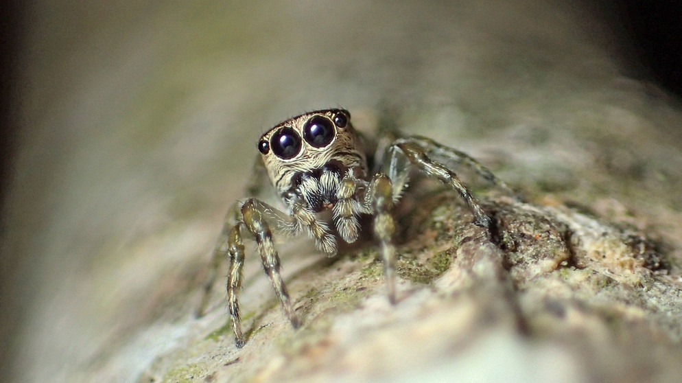 Die südamerikanischen Spinne Guriurius minuano wurde in den World Spider Catalogue in Bern aufgenommen. Die Liste der bekannten Spinnenarten ist damit auf 50.000 angewachsen. | Bild: dpa-Bildfunk/Damián Hagopián