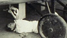Elly Beinhorn repariert ihr Flugzeug. Mit 25 Jahren flog die Pionierin und Pilotin Elly Beinhorn als erste Frau alleine einmal rund um die Welt. Hier seht ihr die große Dame der deutschen Luftfahrt in Bildern. | Bild: BR